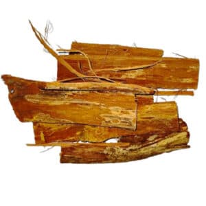 Griffe de chat 50g